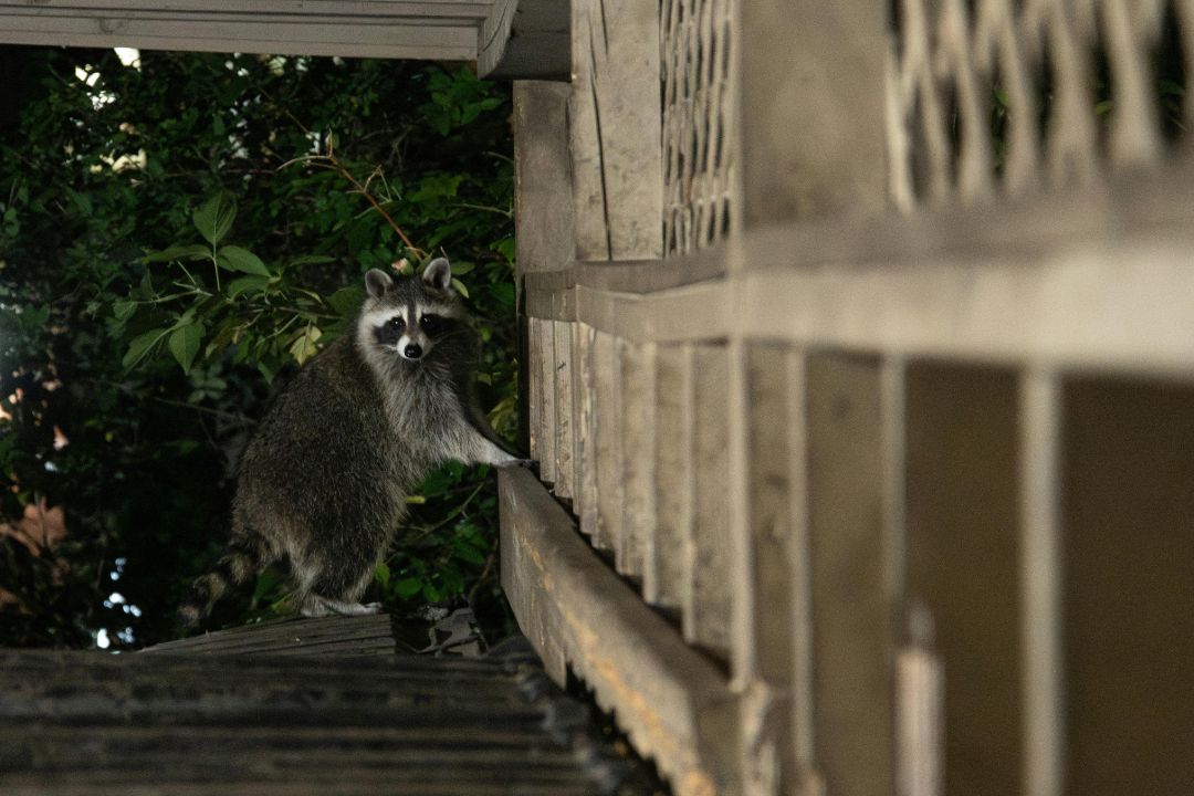 Pest Removal in Port Coquitlam That Brings Back Peace to Your Home